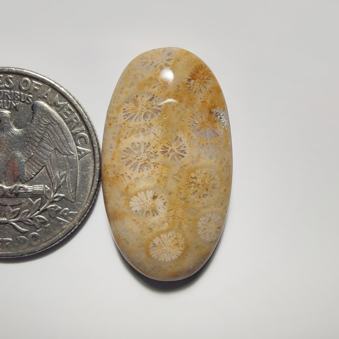 Fossil Coral