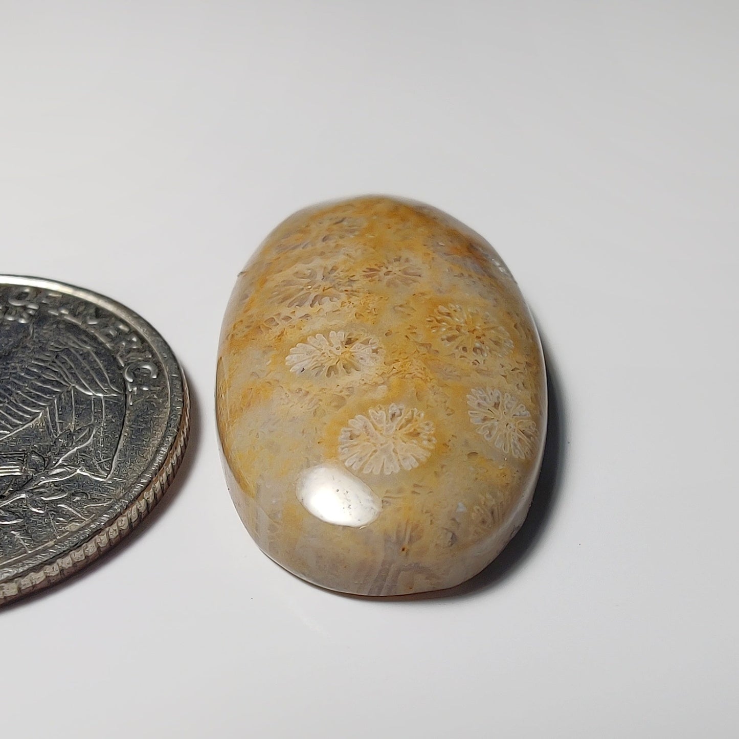 Fossil Coral