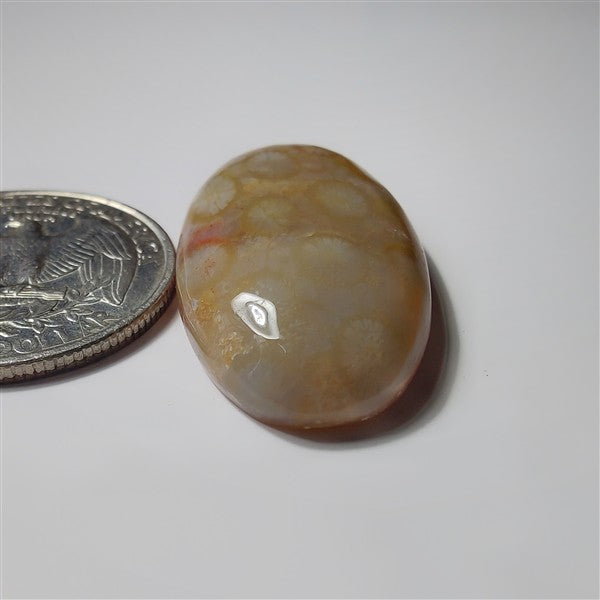 Fossil Coral gemstone cabochon - natural crystal healing stone for jewelry making by SemiPreciousCabs