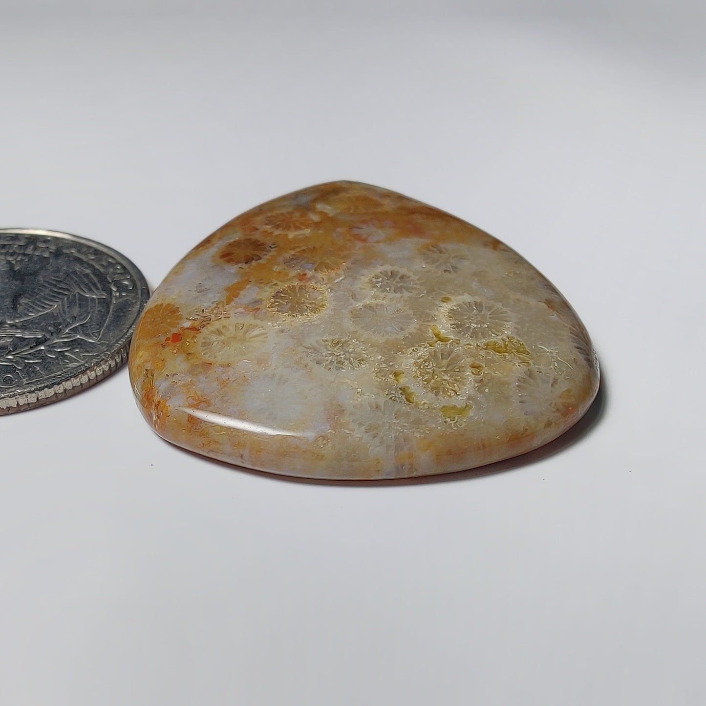 Fossil Coral