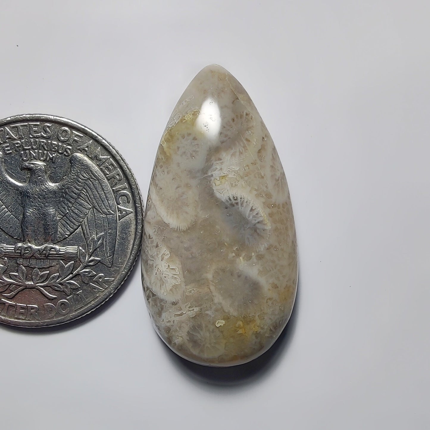 Fossil Coral