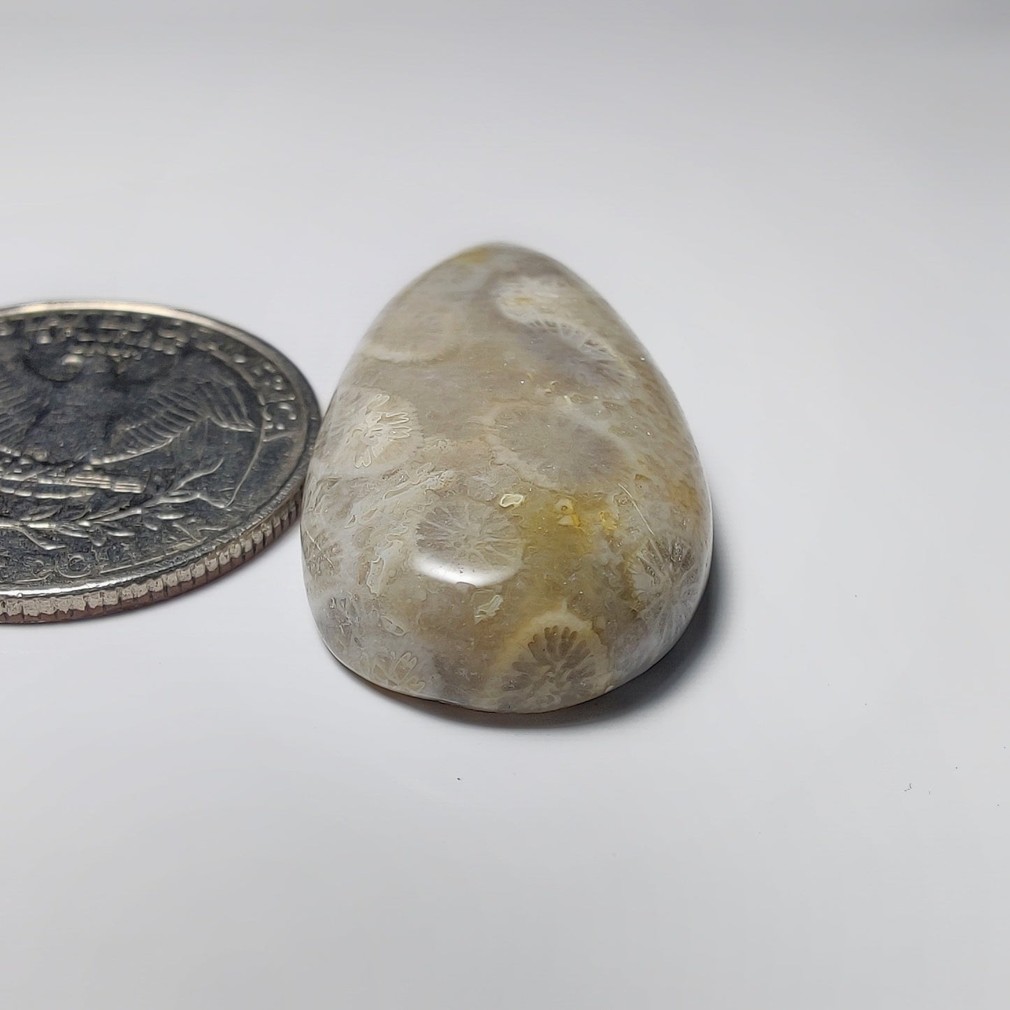 Fossil Coral