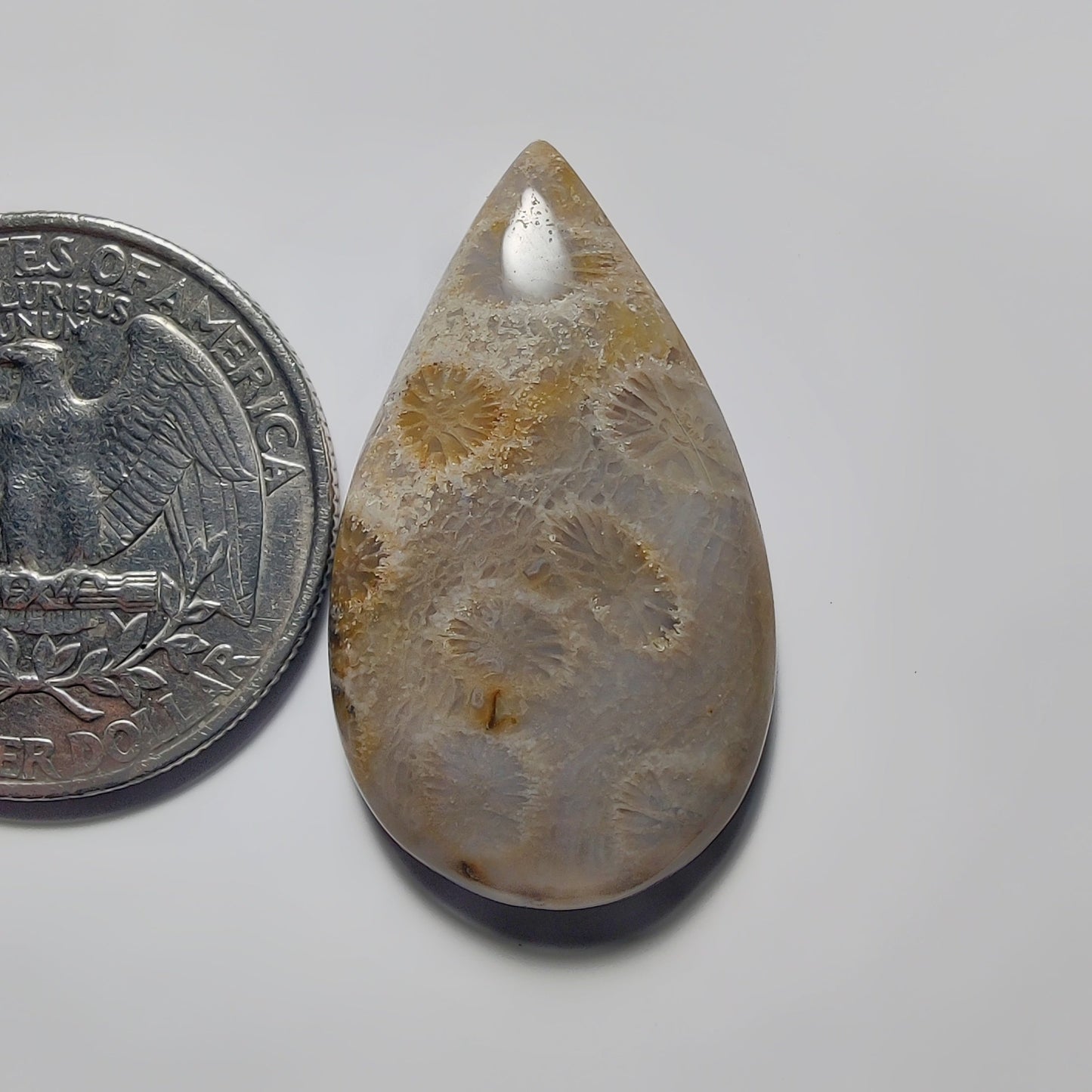 Fossil Coral