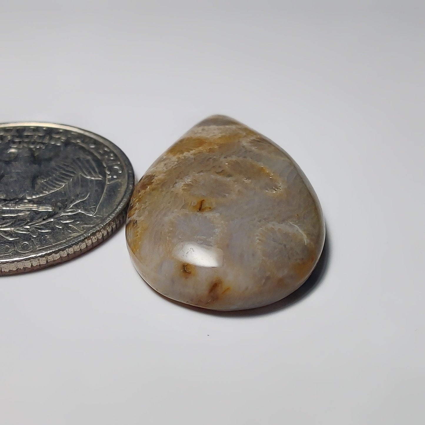 Fossil Coral