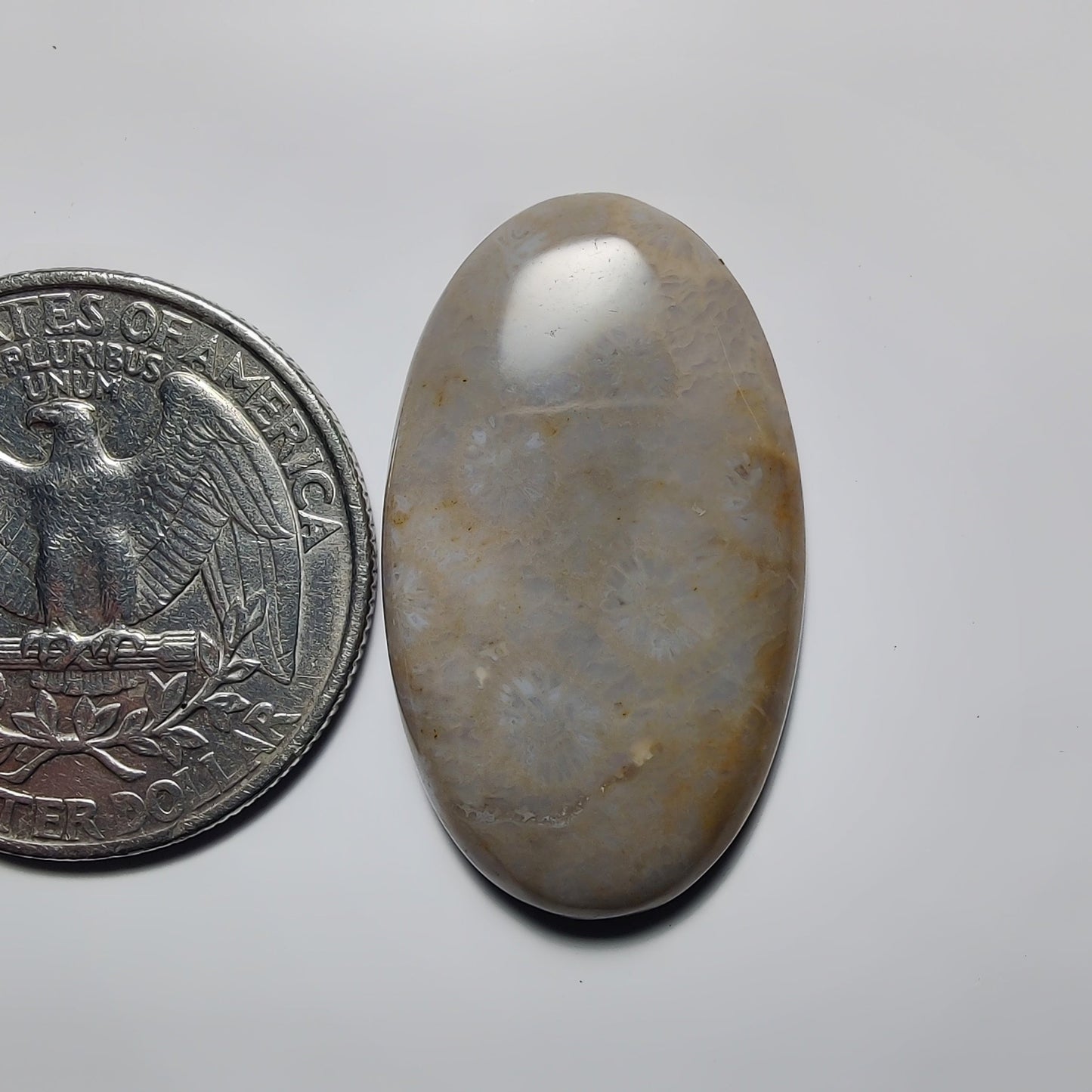 Fossil Coral