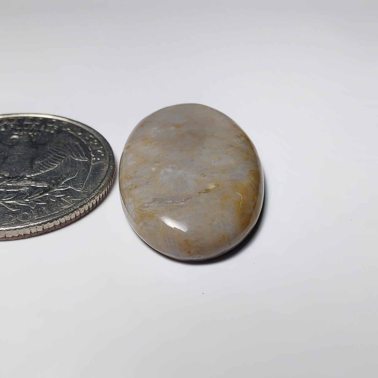 Fossil Coral