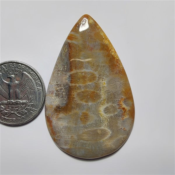 Fossil Coral gemstone cabochon - natural crystal healing stone for jewelry making by SemiPreciousCabs