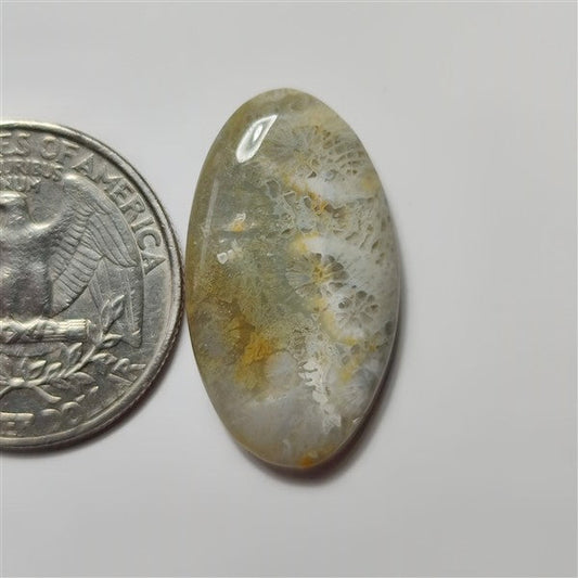 Fossil Coral gemstone cabochon - natural crystal healing stone for jewelry making by SemiPreciousCabs