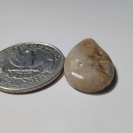 Fossils Coral gemstone cabochon - natural crystal healing stone for jewelry making by SemiPreciousCabs