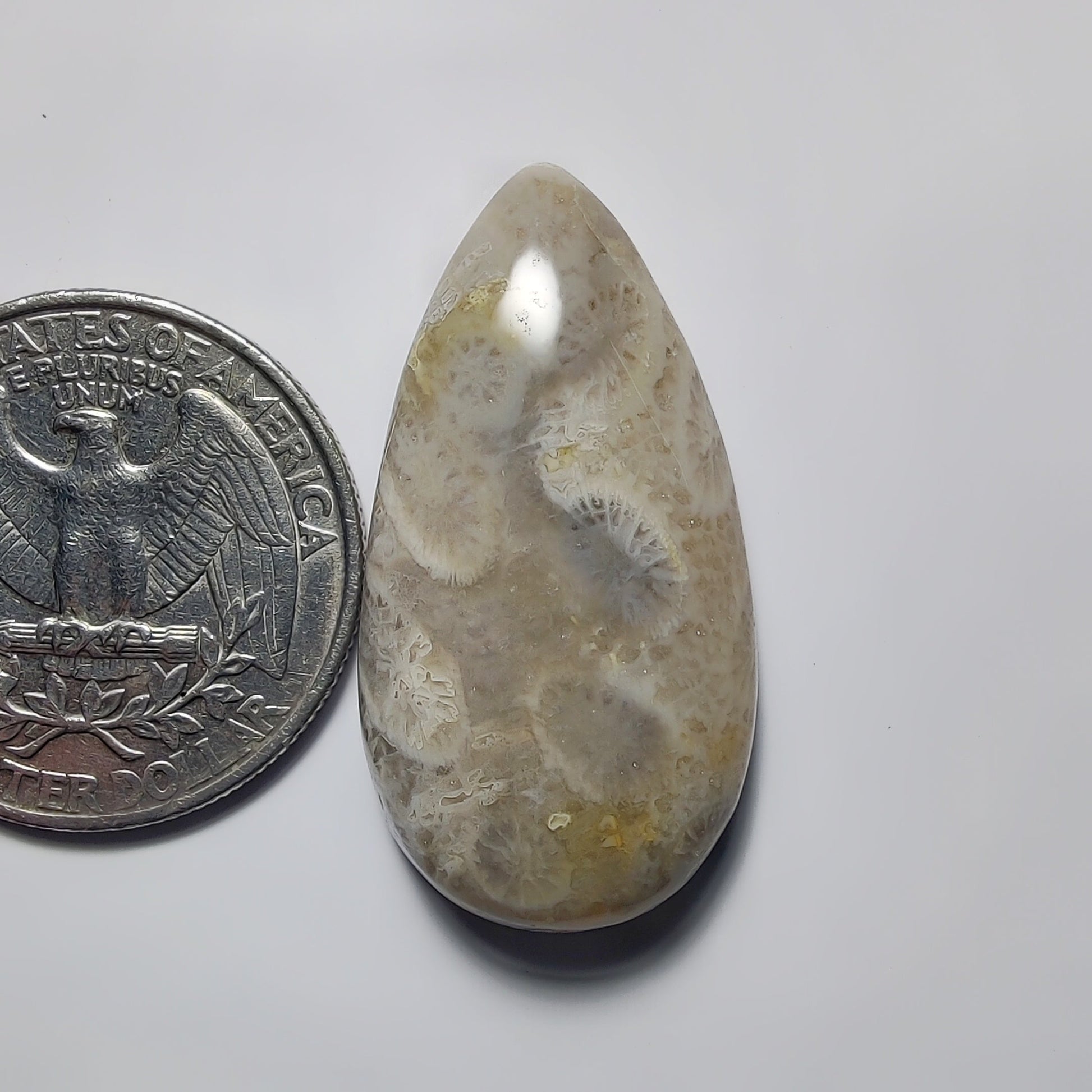 Fossil Coral